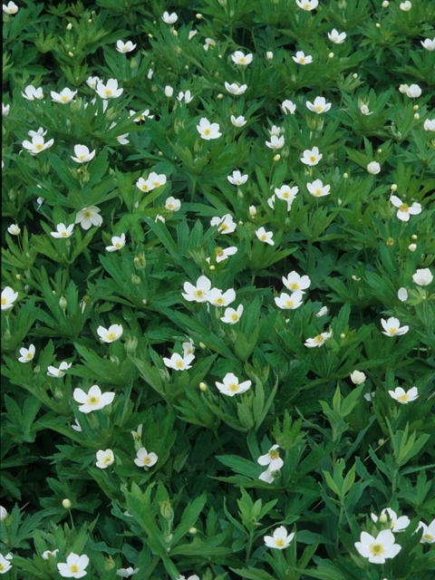 Anemone canadensis (Canadian anemone) #21284