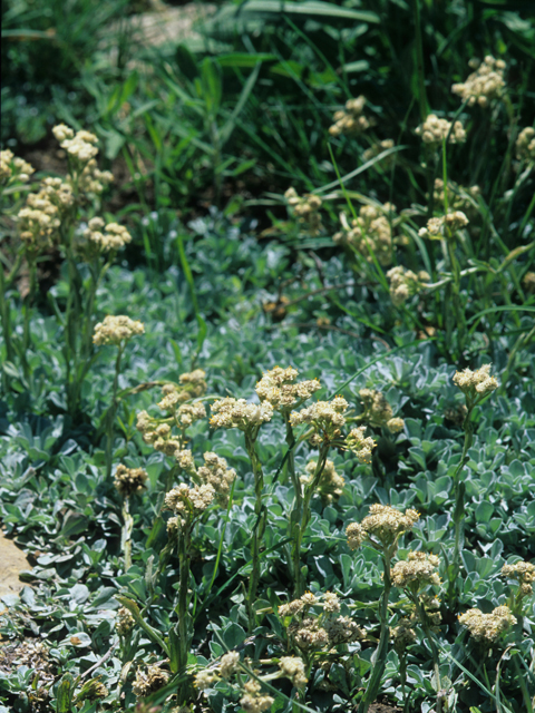 Antennaria parvifolia (Small-leaf pussytoes) #21306