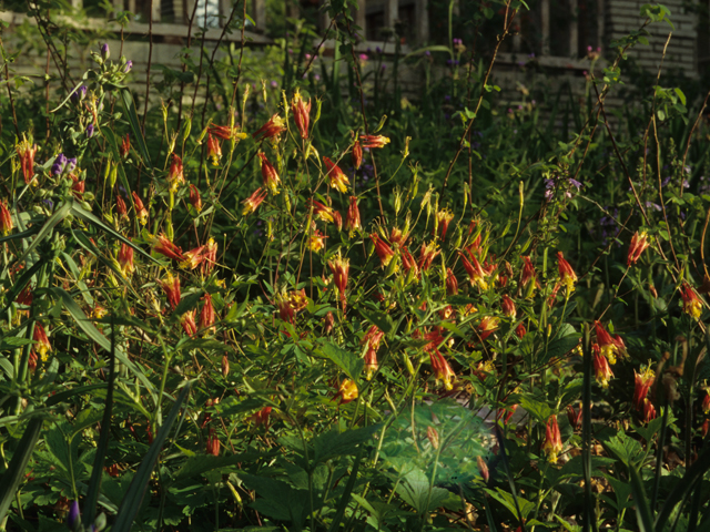Aquilegia canadensis (Eastern red columbine) #21315