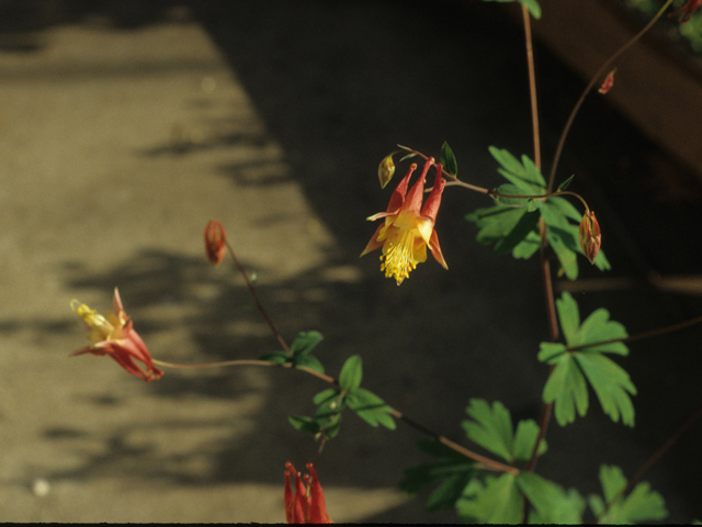 Aquilegia canadensis (Eastern red columbine) #21320