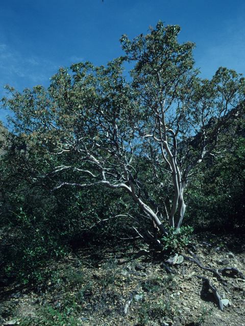 Arbutus xalapensis (Texas madrone) #21350