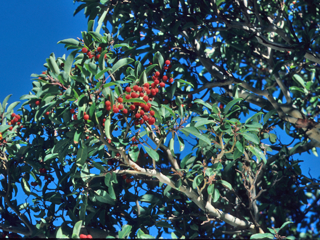Arbutus xalapensis (Texas madrone) #21357