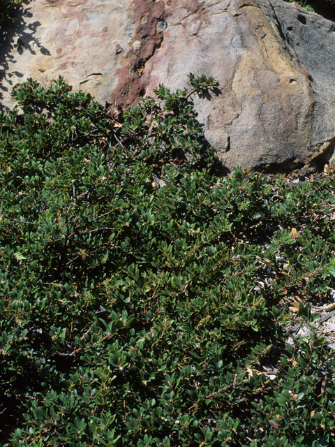 Arctostaphylos glandulosa (Eastwood's manzanita) #21360