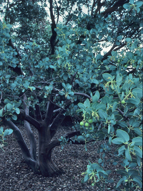 Arctostaphylos glauca (Bigberry manzanita) #21362