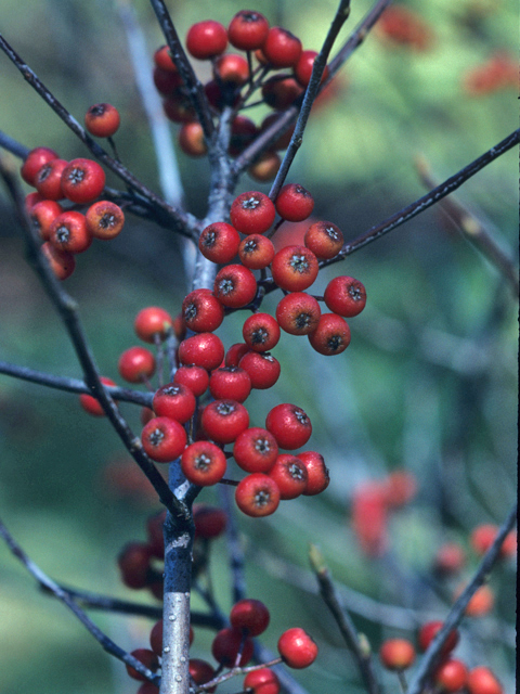 Aronia arbutifolia (Red chokeberry) #21388