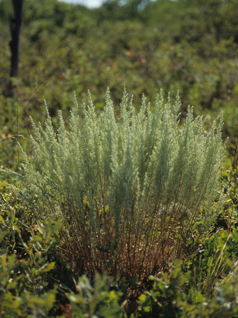 Artemisia filifolia (Sand sagebrush) #21396