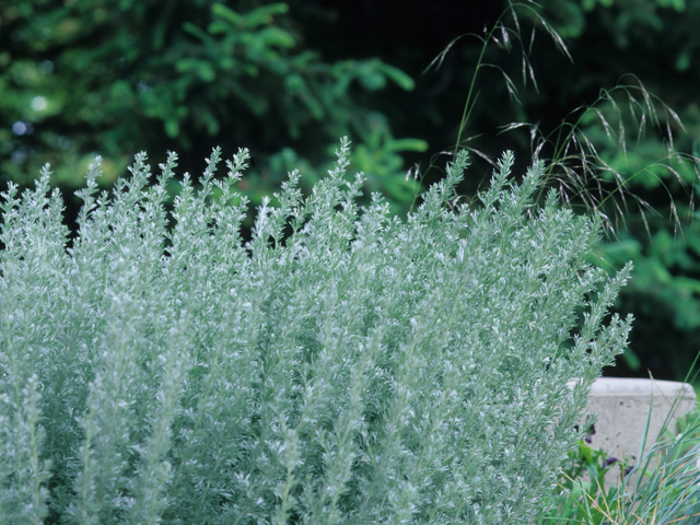 Artemisia frigida (Prairie sagewort) #21397