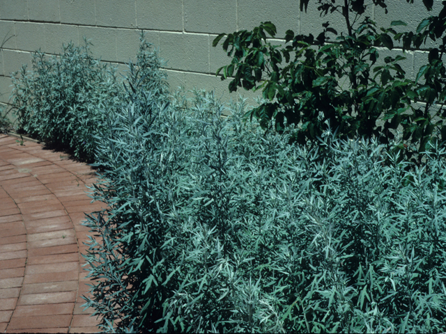 Artemisia ludoviciana (Louisiana artemisia) #21401