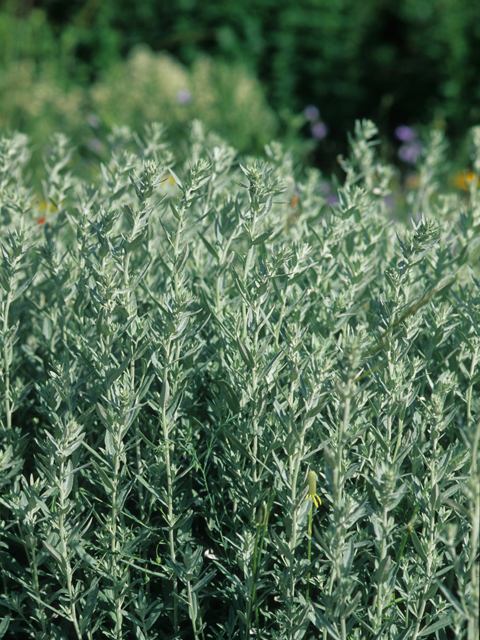 Artemisia ludoviciana (Louisiana artemisia) #21402