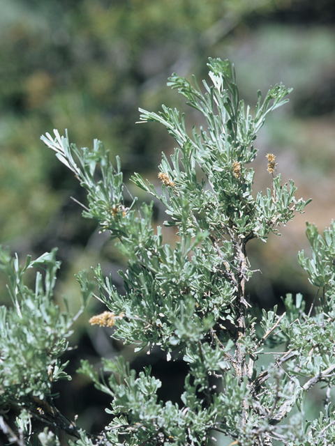 Artemisia tridentata (Big sagebrush) #21407