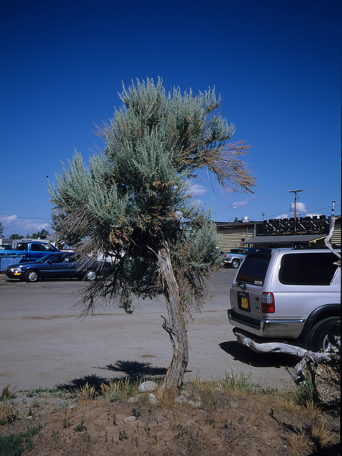Artemisia tridentata (Big sagebrush) #21408
