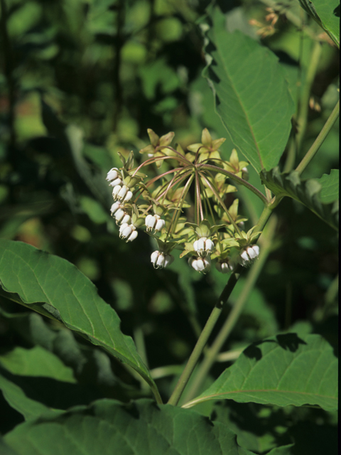 Asclepias exaltata (Poke milkweed) #21417