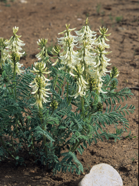 Astragalus racemosus (Cream milkvetch) #21499