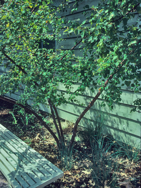 Betula occidentalis (Water birch) #21567