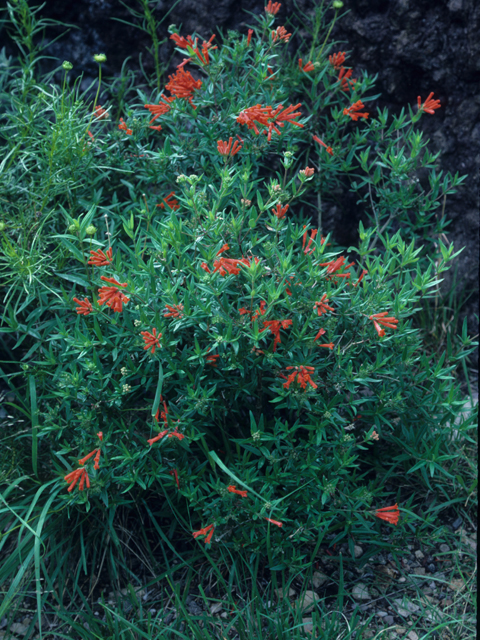 Bouvardia ternifolia (Scarlet bouvardia) #21600