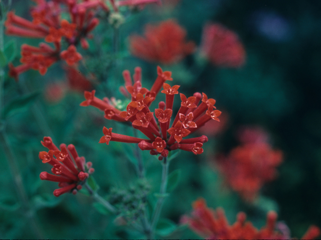 Bouvardia ternifolia (Scarlet bouvardia) #21604