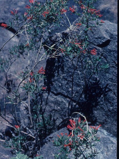 Bouvardia ternifolia (Scarlet bouvardia) #21606