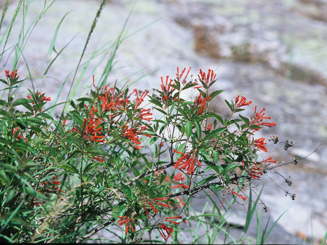 Bouvardia ternifolia (Scarlet bouvardia) #21607