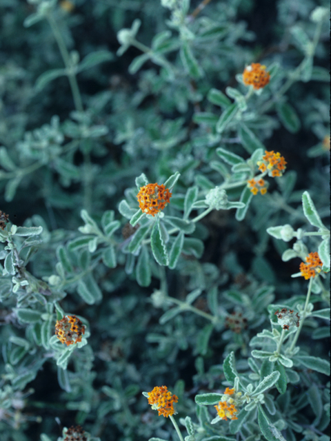 Buddleja marrubiifolia (Woolly butterflybush) #21630