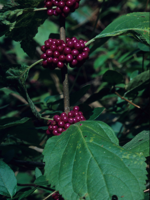 Callicarpa americana (American beautyberry ) #21669