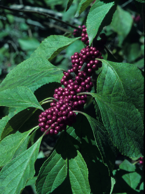 Callicarpa americana (American beautyberry ) #21671