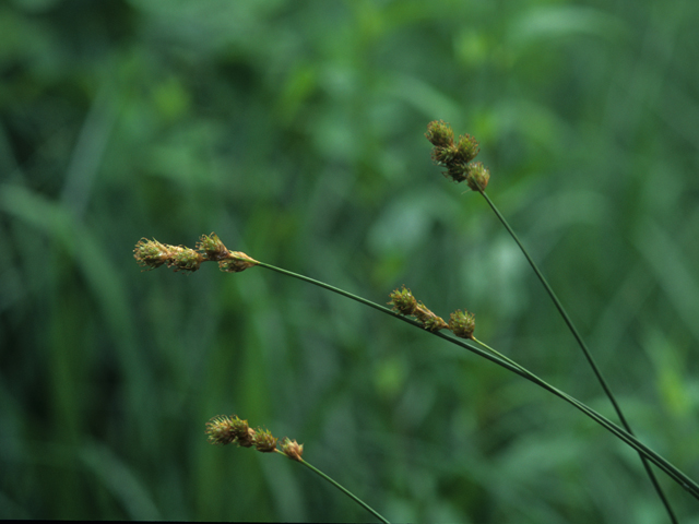Carex bicknellii (Bicknell's sedge) #21748