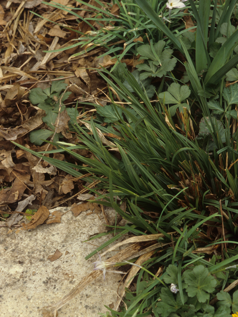 Carex blanda (Eastern woodland sedge) #21749