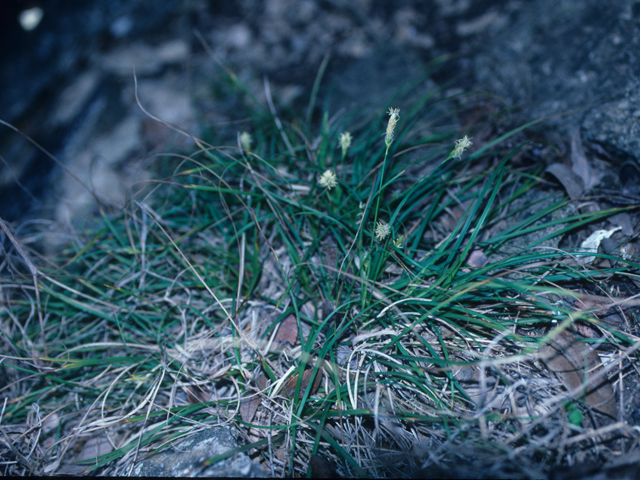 Carex planostachys (Cedar sedge) #21754