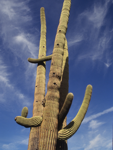 Carnegiea gigantea (Saguaro) #21765