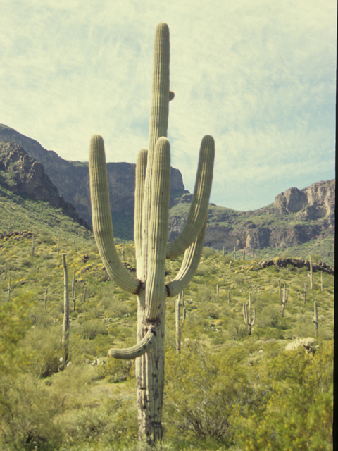 Carnegiea gigantea (Saguaro) #21768