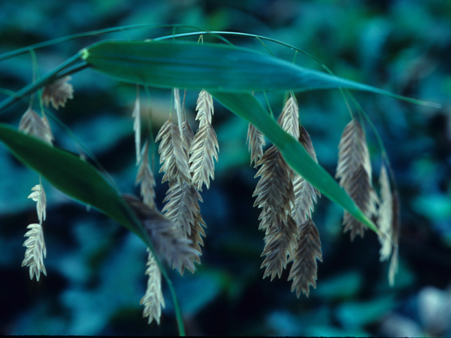 Chasmanthium latifolium (Inland sea oats) #21916