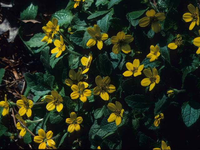 Chrysogonum virginianum var. australe (Southern green and gold) #21958
