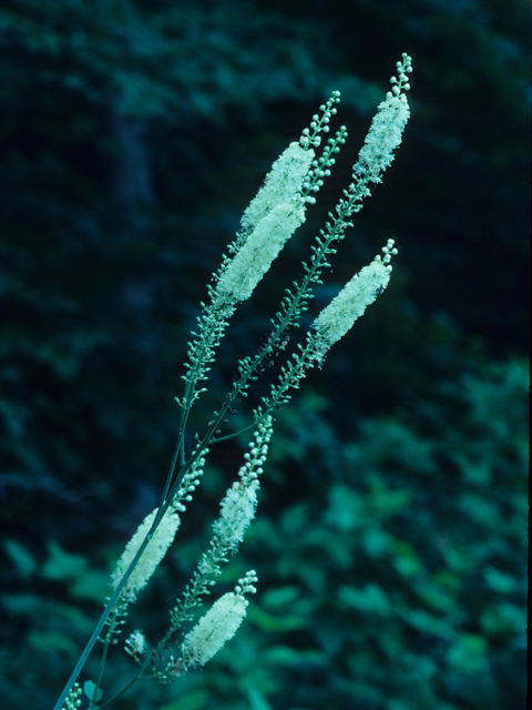 Actaea racemosa var. racemosa (Black cohosh) #21967