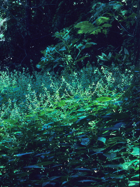 Circaea alpina (Small enchanter's nightshade) #21968