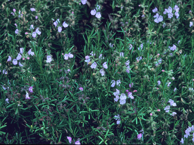 Conradina verticillata (Cumberland false rosemary) #22015