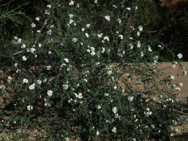 Cordia parvifolia (Littleleaf cordia) #22031