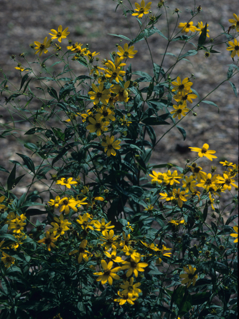 Coreopsis major (Greater tickseed) #22042