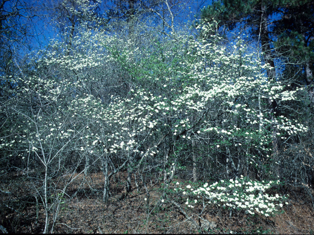 Cornus florida (Flowering dogwood) #22071