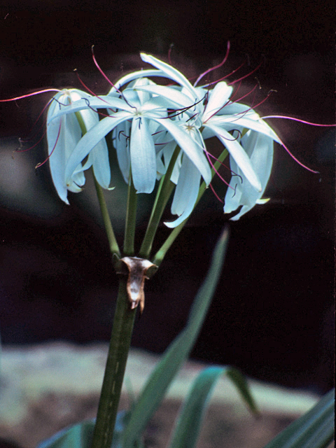 Crinum americanum (American crinum lily) #22143