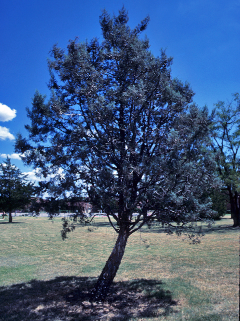 Hesperocyparis arizonica (Arizona cypress) #22155