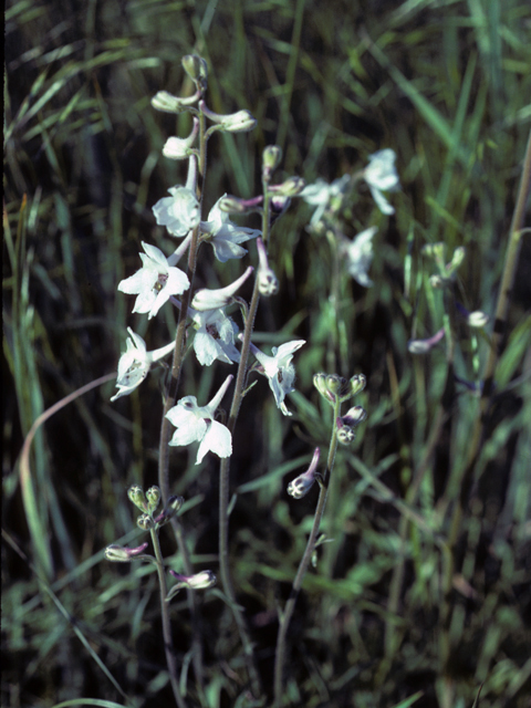 Delphinium carolinianum ssp. virescens (Carolina larkspur) #22196