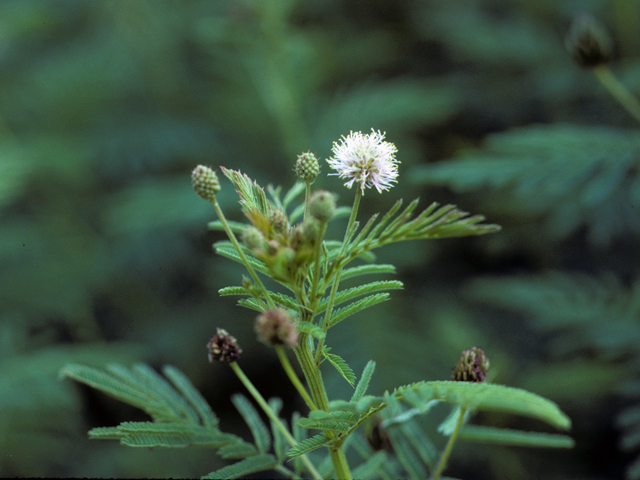 Desmanthus illinoensis (Illinois bundleflower) #22204