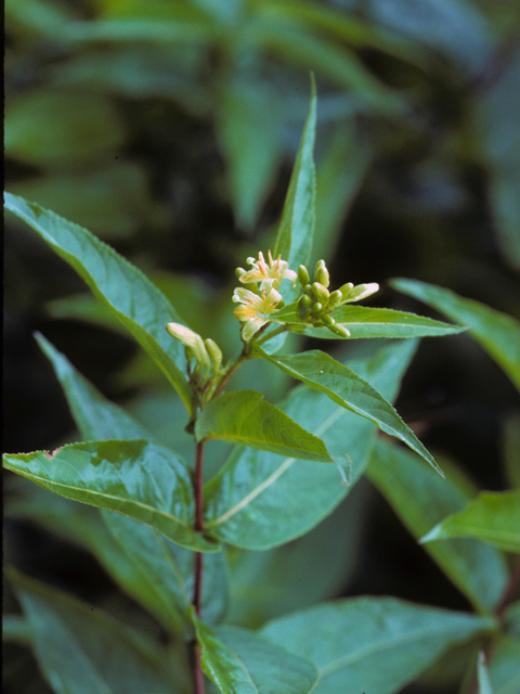 Diervilla sessilifolia (Southern bush honeysuckle) #22217