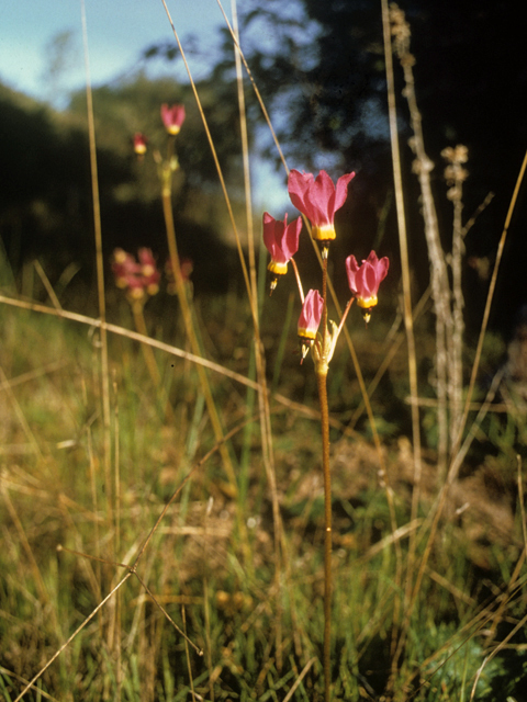 Dodecatheon meadia (Eastern shooting star) #22235
