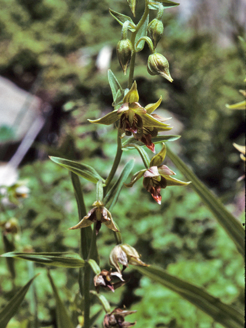 Epipactis gigantea (Stream orchid) #22330
