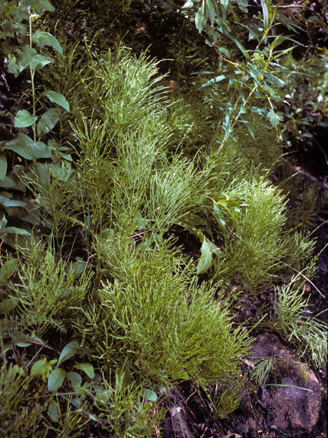 Equisetum arvense (Field horsetail) #22334