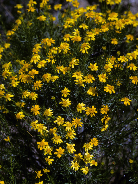 Ericameria linearifolia (Narrowleaf goldenbush) #22343