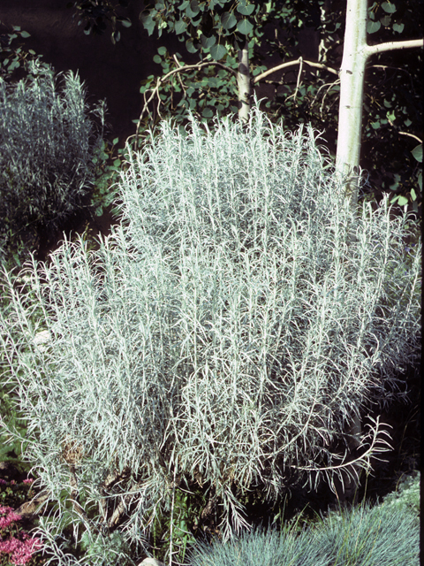 Ericameria nauseosa (Rubber rabbitbrush) #22352