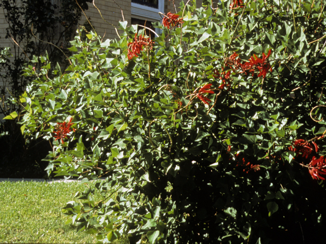 Erythrina herbacea (Coralbean) #22418