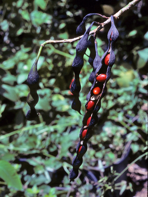 Erythrina herbacea (Coralbean) #22420
